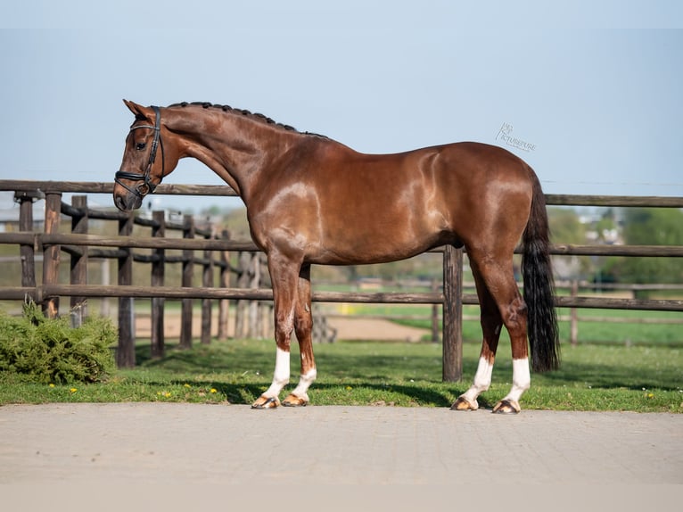 KWPN Ruin 9 Jaar 168 cm Donkere-vos in Puth