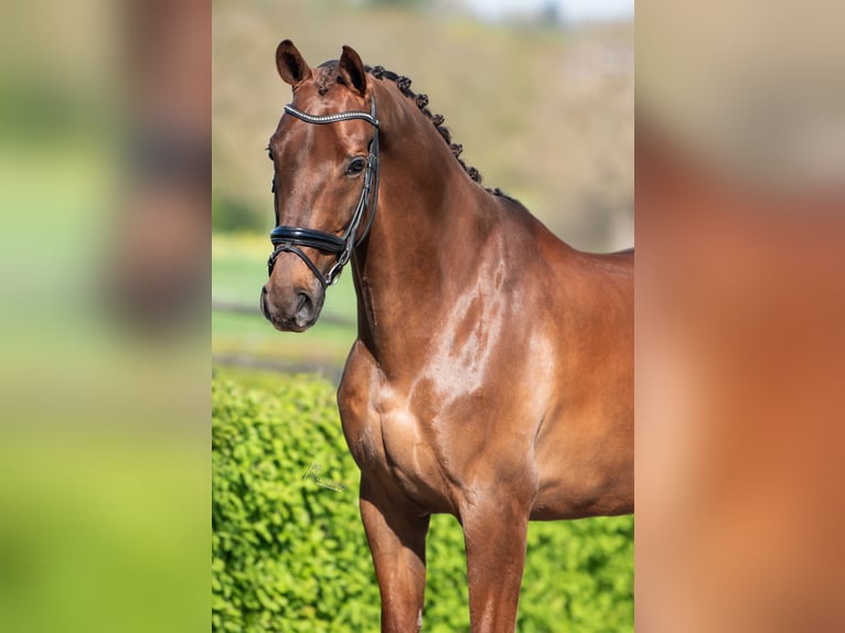 KWPN Ruin 9 Jaar 168 cm Donkere-vos in Puth