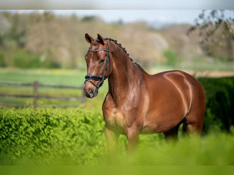 KWPN Ruin 9 Jaar 168 cm Donkere-vos in Puth