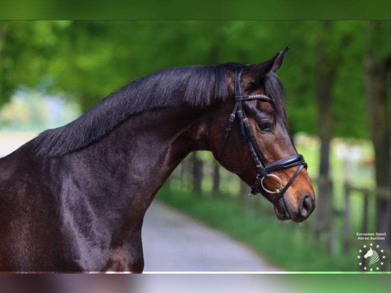 KWPN Ruin 9 Jaar 168 cm Zwartbruin in Birac
