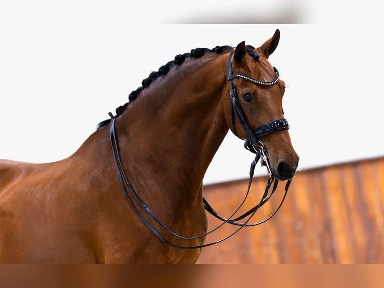 KWPN Ruin 9 Jaar 170 cm Bruin in Kwadijk