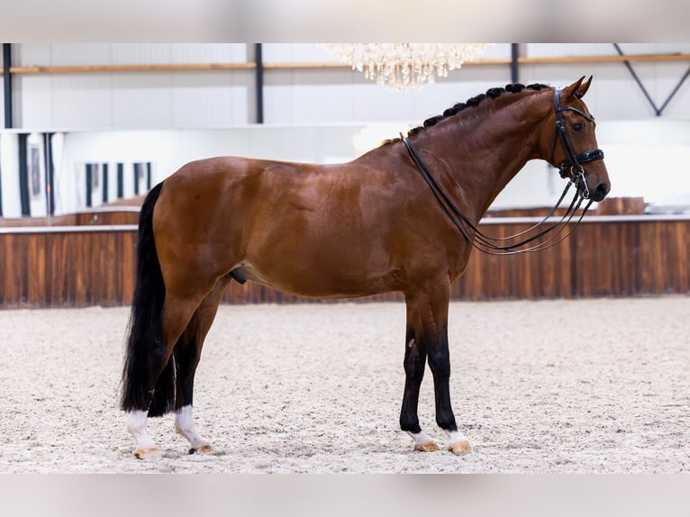KWPN Ruin 9 Jaar 170 cm Bruin in Kwadijk