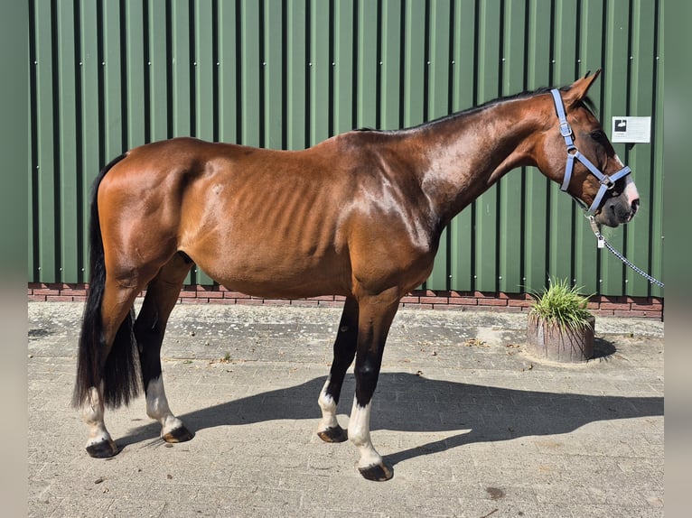 KWPN Ruin 9 Jaar 170 cm Bruin in Leer (Ostfriesland)