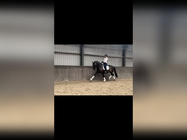 KWPN Ruin 9 Jaar 170 cm Donkerbruin in Grolloo