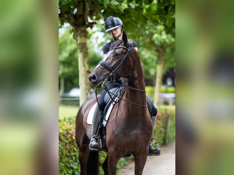 KWPN Ruin 9 Jaar 170 cm Zwart in Ammerzoden