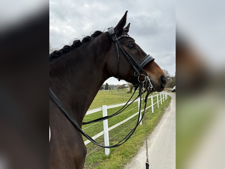 KWPN Ruin 9 Jaar 171 cm Bruin in Blieskastel