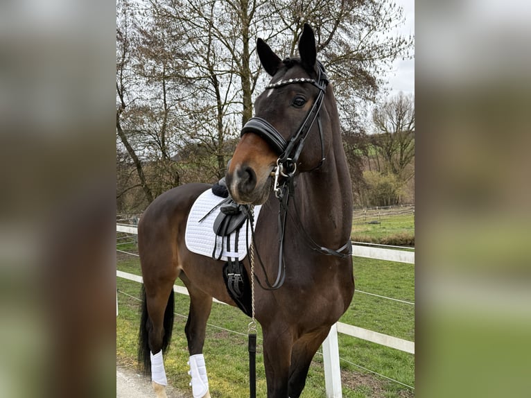 KWPN Ruin 9 Jaar 171 cm Bruin in Blieskastel