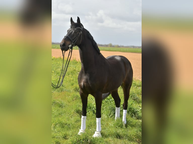 KWPN Ruin 9 Jaar 171 cm Donkerbruin in Geilenkirchen