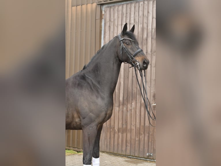 KWPN Ruin 9 Jaar 171 cm Donkerbruin in Geilenkirchen