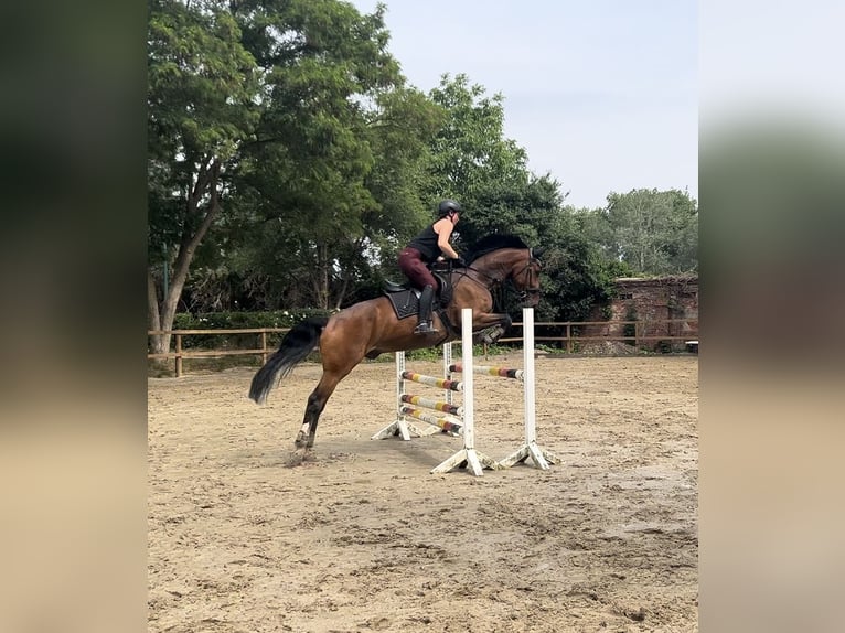 KWPN Ruin 9 Jaar 172 cm Bruin in Sarstedt
