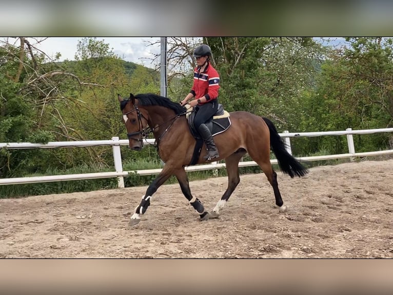 KWPN Ruin 9 Jaar 172 cm Bruin in Sarstedt