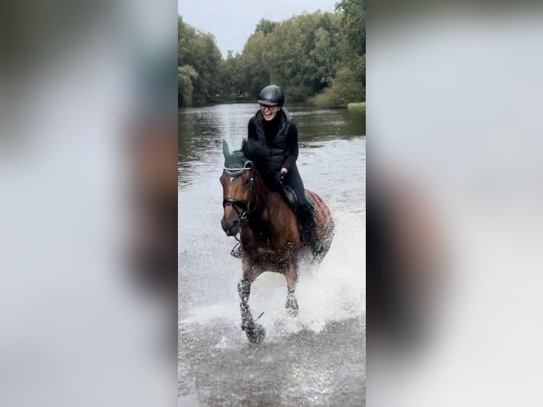 KWPN Ruin 9 Jaar 172 cm Bruin in Sarstedt