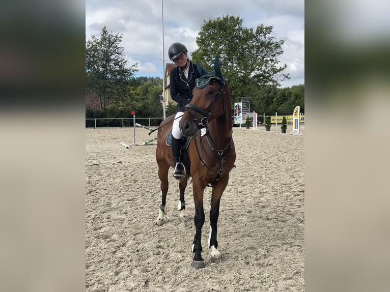 KWPN Ruin 9 Jaar 172 cm Bruin in Sarstedt
