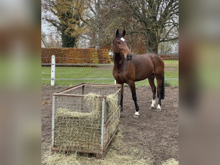KWPN Ruin 9 Jaar 172 cm Bruin in Sarstedt