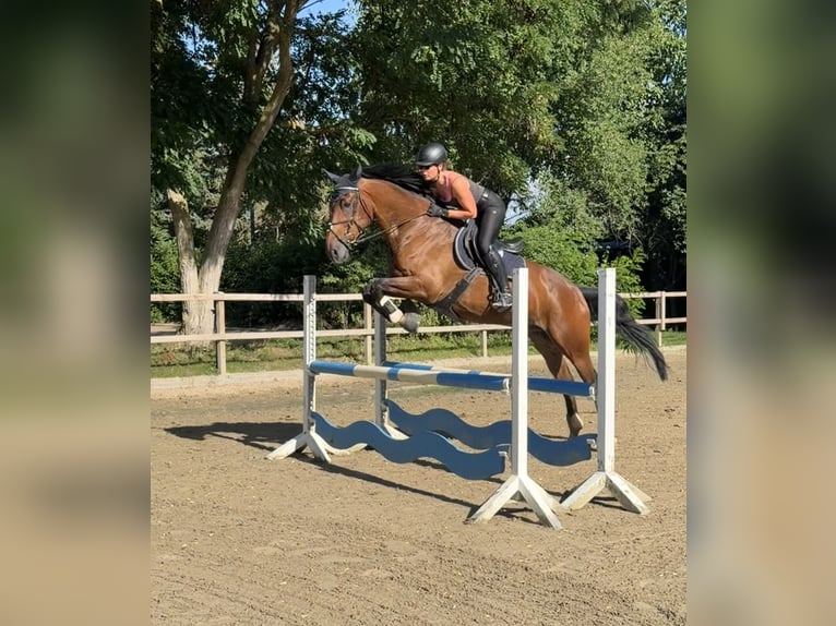 KWPN Ruin 9 Jaar 172 cm Bruin in Sarstedt