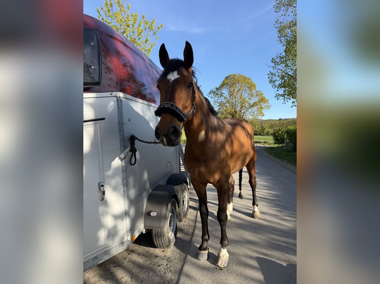 KWPN Ruin 9 Jaar 172 cm Bruin in Sarstedt