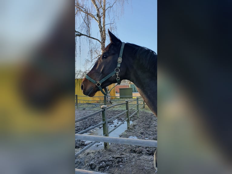 KWPN Ruin 9 Jaar 172 cm Donkerbruin in Reinfeld (Holstein)