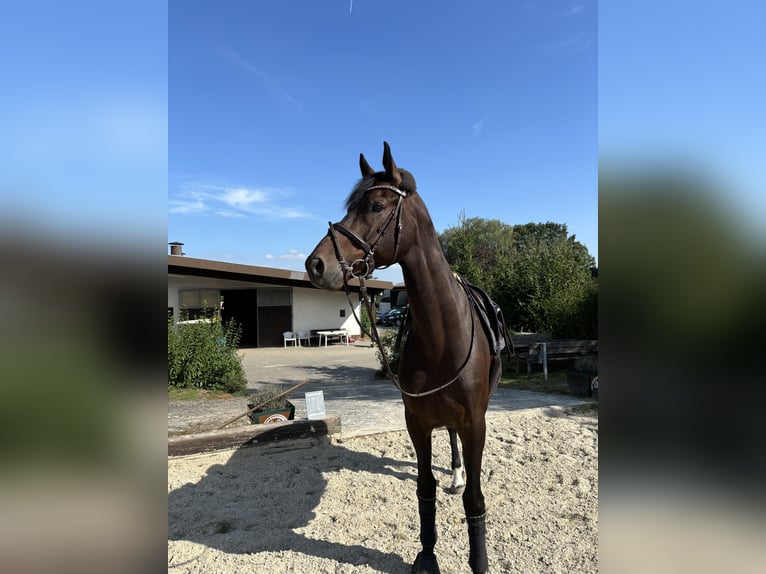 KWPN Ruin 9 Jaar 173 cm Bruin in Usingen