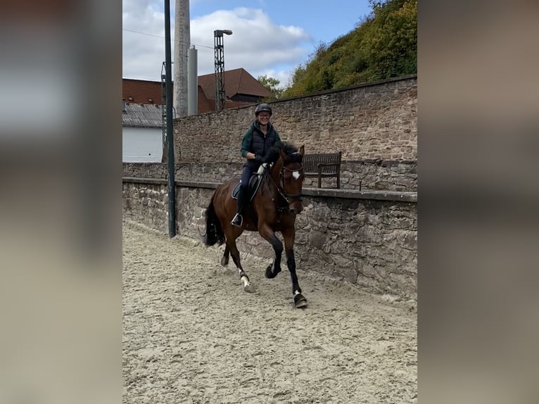 KWPN Ruin 9 Jaar 173 cm Bruin in Sarstedt