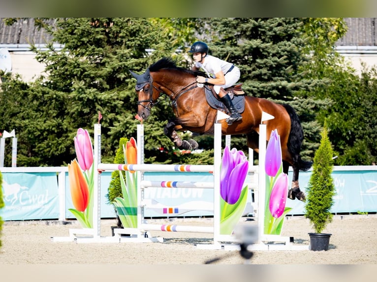 KWPN Ruin 9 Jaar 173 cm Bruin in Krzykowice