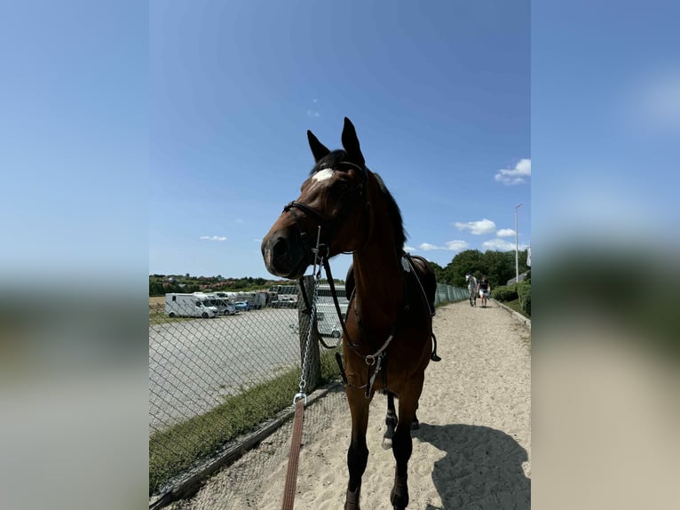 KWPN Ruin 9 Jaar 173 cm Bruin in Krzykowice