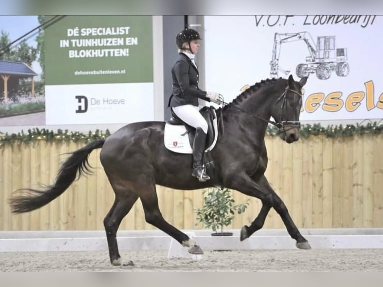 KWPN Ruin 9 Jaar 174 cm Bruin in Zelhem