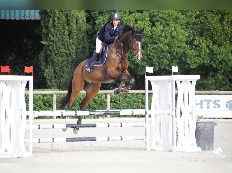 KWPN Ruin 9 Jaar 174 cm Bruin in Cascais