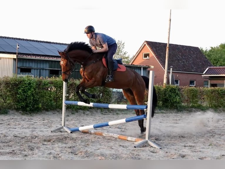 KWPN Ruin 9 Jaar 174 cm Bruin in Sappemeer