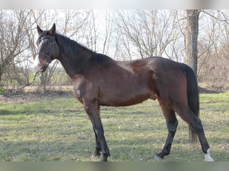KWPN Mix Ruin 9 Jaar 174 cm Roodbruin in Lébény