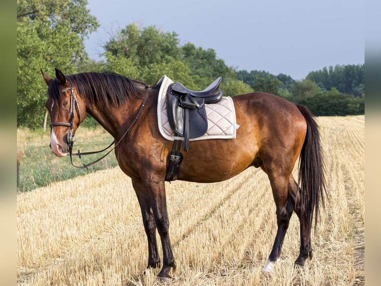 KWPN Mix Ruin 9 Jaar 174 cm Roodbruin in Lébény