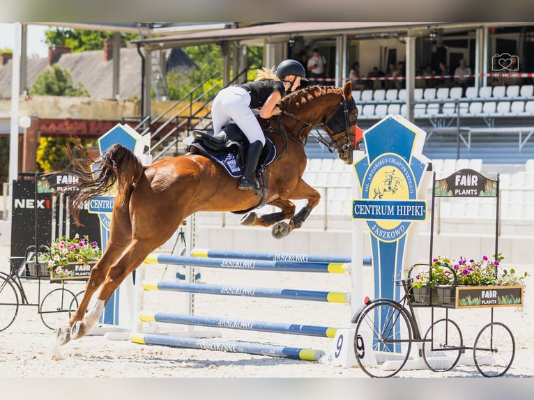 KWPN Ruin 9 Jaar 175 cm Vos in Pozna&#x144;