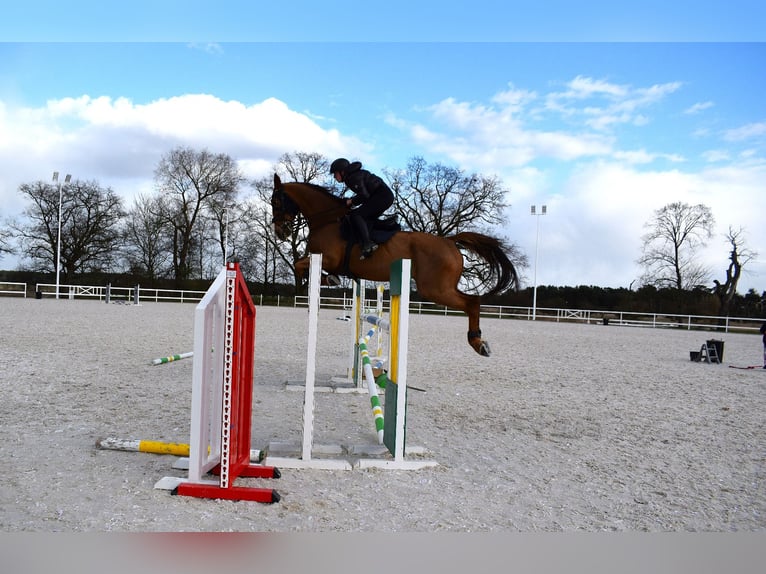 KWPN Ruin 9 Jaar 175 cm Vos in Pozna&#x144;