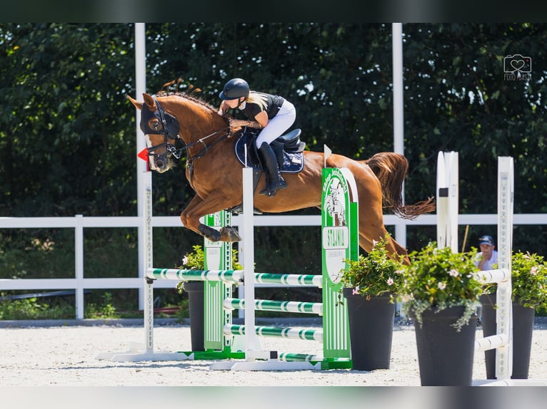 KWPN Ruin 9 Jaar 175 cm Vos in Pozna&#x144;