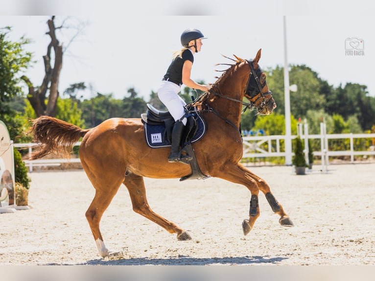 KWPN Ruin 9 Jaar 175 cm Vos in Pozna&#x144;