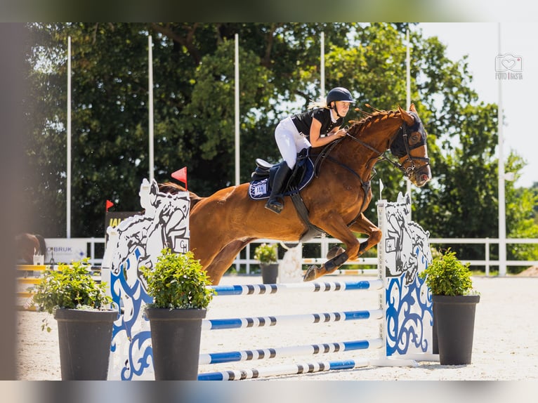 KWPN Ruin 9 Jaar 175 cm Vos in Pozna&#x144;