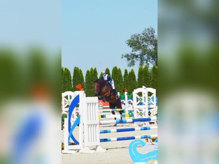 KWPN Ruin 9 Jaar 176 cm Bruin in Chieming