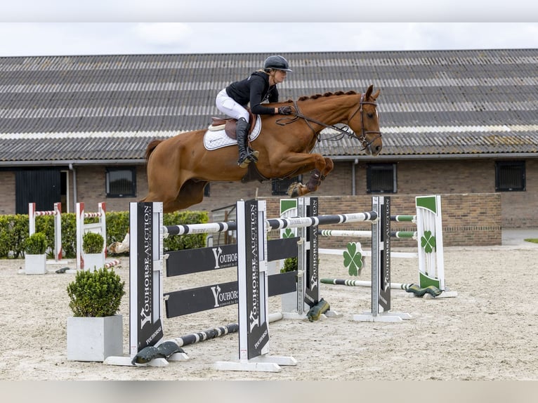 KWPN Ruin 9 Jaar 177 cm  in Waddinxveen