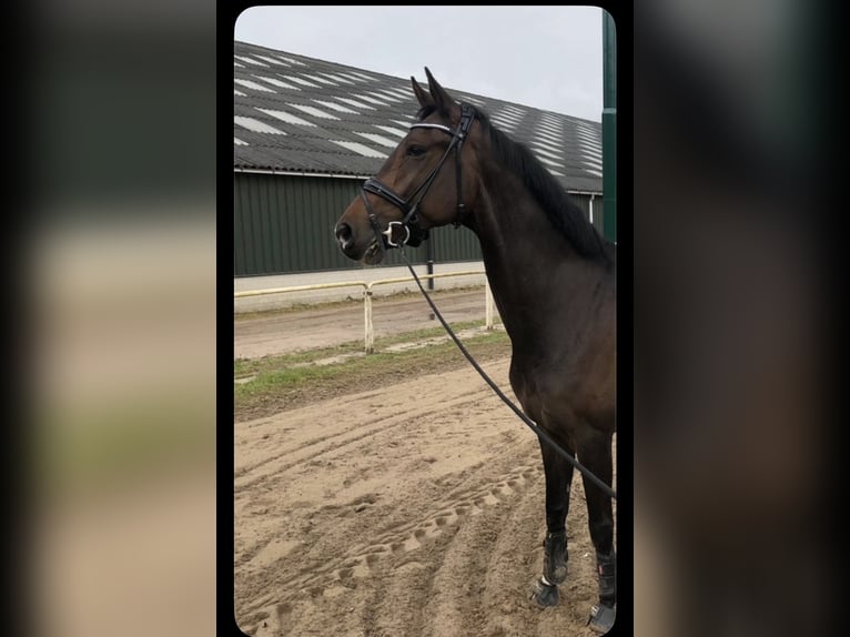 KWPN Ruin 9 Jaar 178 cm Donkerbruin in Reusel