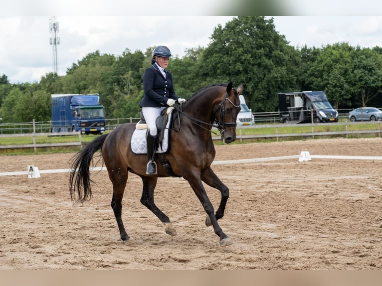 KWPN Ruin 9 Jaar 178 cm Donkerbruin in Wolvega KWPN Ruin 9 Jaar 178 cm Donkerbruin in Wolvega