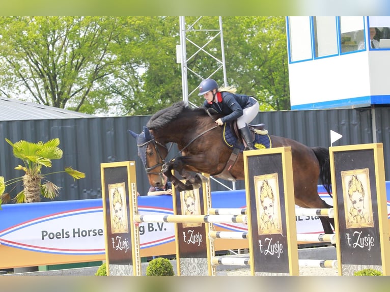 KWPN Ruin 9 Jaar 183 cm Bruin in Wouwse Plantage
