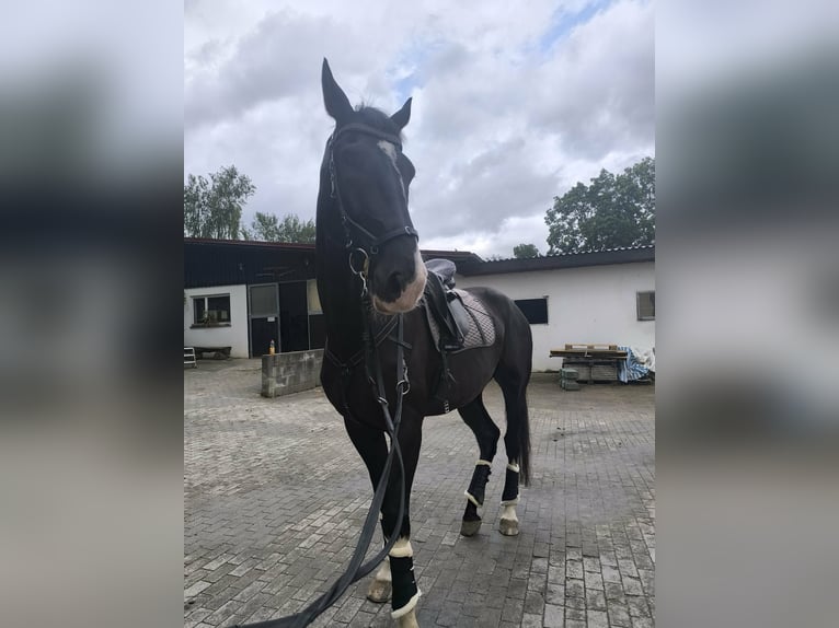 KWPN Ruin 9 Jaar 184 cm Zwart in Eger