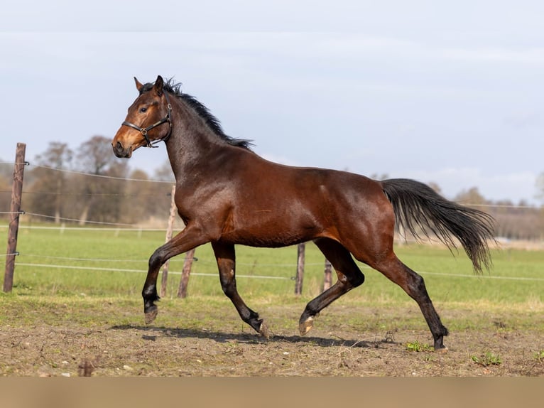 KWPN Sconosciuto 2 Anni 170 cm Baio scuro in Elim