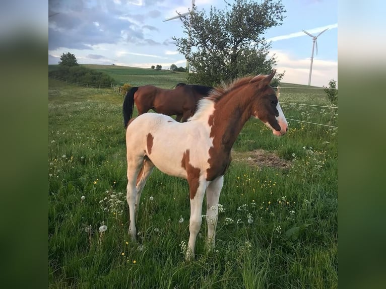 KWPN Semental 15 años 165 cm Pío in Sassen-Trantow