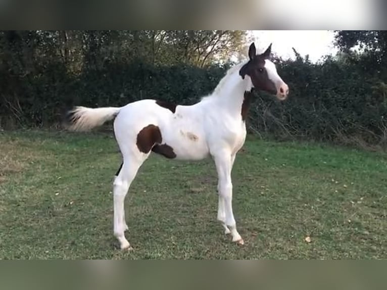 KWPN Semental 16 años 165 cm Pío in Sassen-Trantow