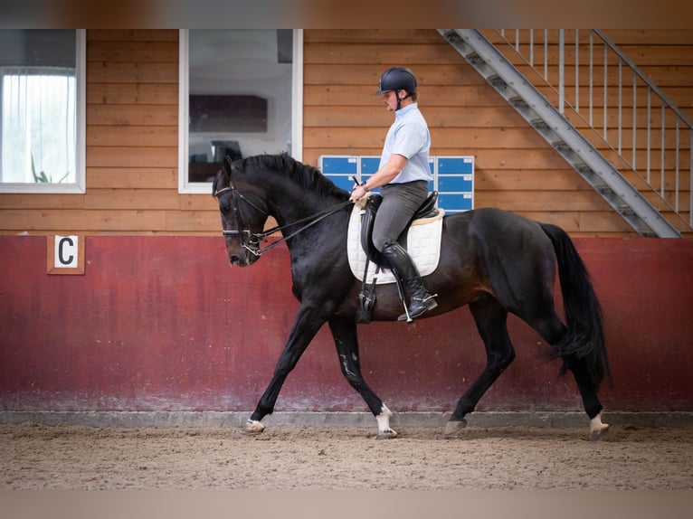 KWPN Semental 16 años 170 cm Castaño oscuro in Sliedrecht