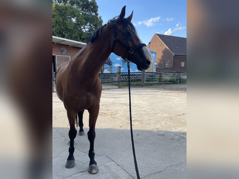 KWPN Semental 17 años 175 cm Castaño in Rheinberg