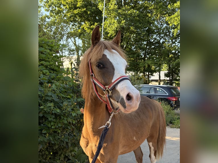 KWPN Semental 1 año 135 cm Alazán in Babenhausen