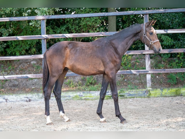 KWPN Semental 1 año 155 cm Castaño oscuro in GROTE-BROGEL