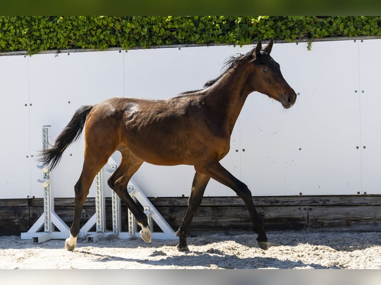KWPN Semental 1 año 156 cm in Waddinxveen