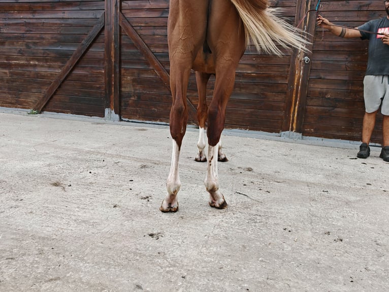 KWPN Semental 1 año 157 cm  in Kaulille
